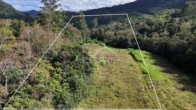Vista de uma área externa com vegetação densa e grama.