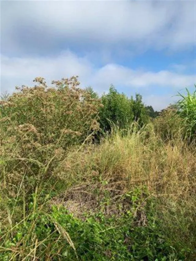 Área rural, foto 5