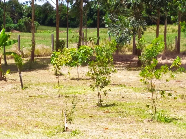 Área rural, foto 4