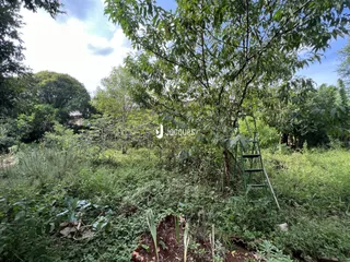 Paisagem de vegetação densa com uma árvore e uma escada no meio.