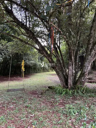 Paisagem de jardim com árvores grandes e grama na propriedade.