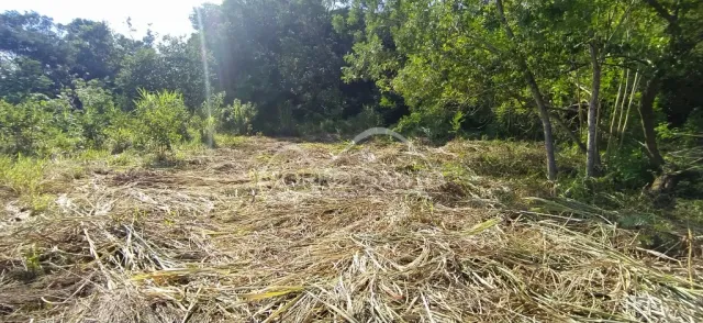 Foto de uma área externa com vegetação seca e seca.