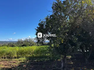 Vista de uma área verde com árvores e campo sob um céu azul.