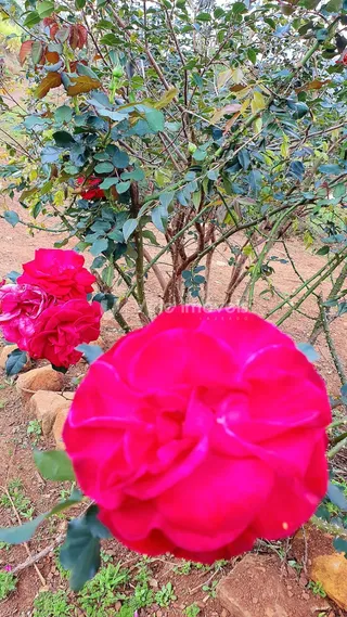 Área rural com 3 dormitórios, foto 28