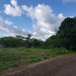 Paisagem de vegetação e caminho de terra em uma área externa.