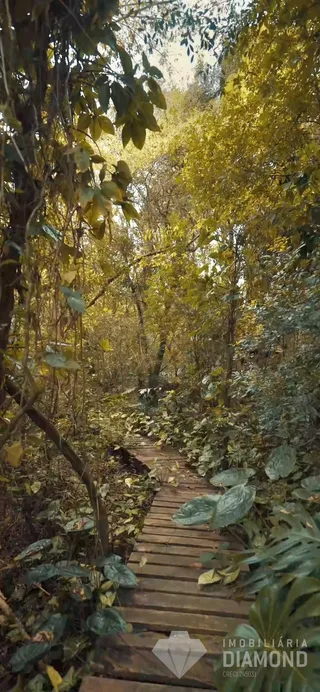 Um caminho de madeira atravessa uma mata densa de vegetação verde.
