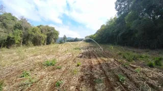 Vista de campo seco com vegetação rasteira em Lajeado.
