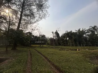 Vista de uma estrada de terra atravessando uma área de vegetação e árvores.