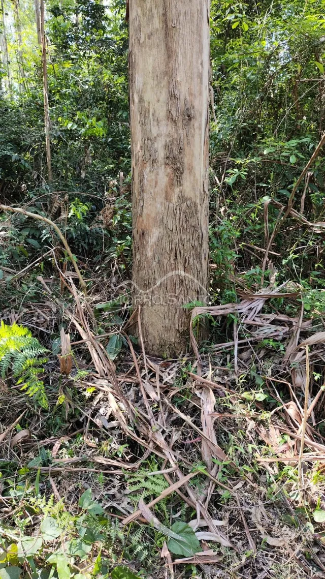 Área rural, foto 4
