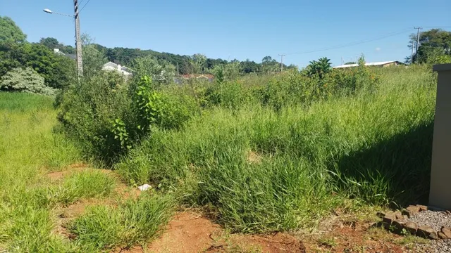 Paisagem externa com vegetação alta e grama em terreno.