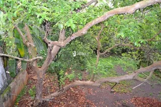 Vista externa de vegetação e raízes em uma área ao ar livre.