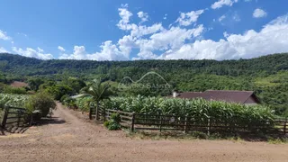 Vista de uma paisagem rural com vegetação densa e estrada de terra.
