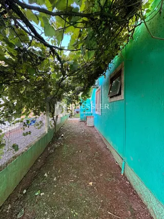 Vista lateral de uma parede verde vibrante em um caminho estreito.