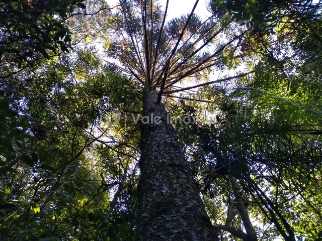 Área rural, foto 5