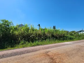 Vista externa de vegetação densa ao longo de uma estrada de terra sob um céu azul.