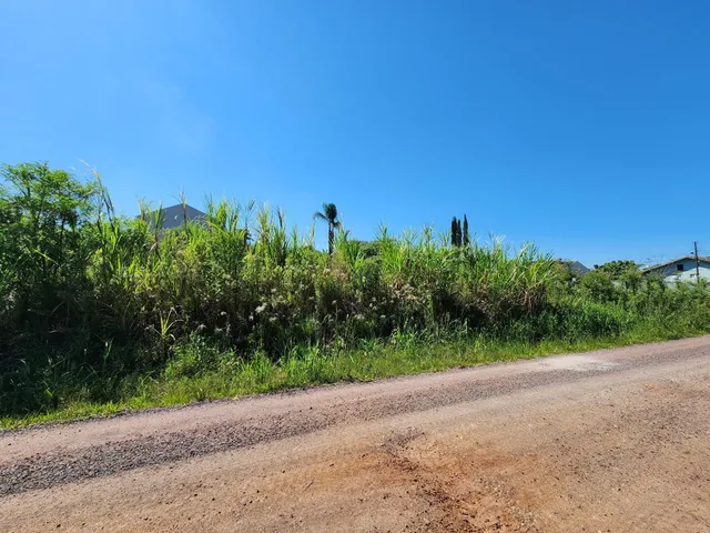 Vista externa de vegetação densa ao longo de uma estrada de terra sob um céu azul.