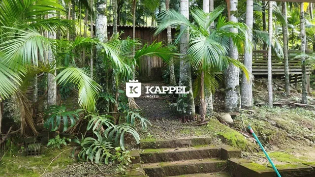 Paisagem externa exuberante com palmeiras e vegetação densa ao redor de degraus de pedra.