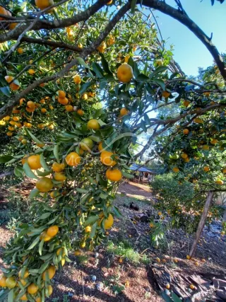 Foto de uma área externa com árvores frutíferas e vegetação exuberante.