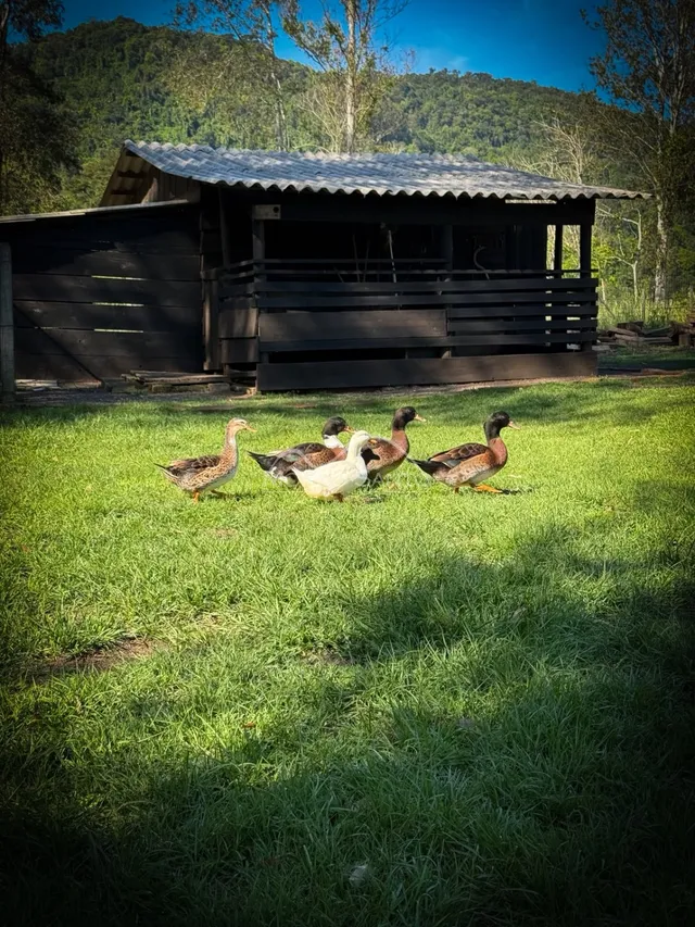 Área rural com 2 dormitórios, foto 5