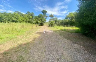 Vista de uma estrada de terra cercada por vegetação densa.
