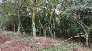 Paisagem de mata densa com árvores e vegetação seca.