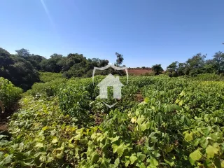 Vista de uma plantação verde sob um céu azul claro.