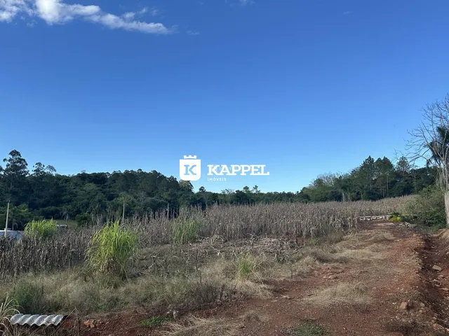 Paisagem de campo seco com vegetação rasteira em primeiro plano e uma floresta densa ao fundo.