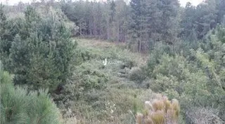 Vista de vegetação densa e campo aberto na paisagem.