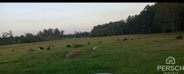 Vista de um campo verde com vegetação e árvores ao fundo.