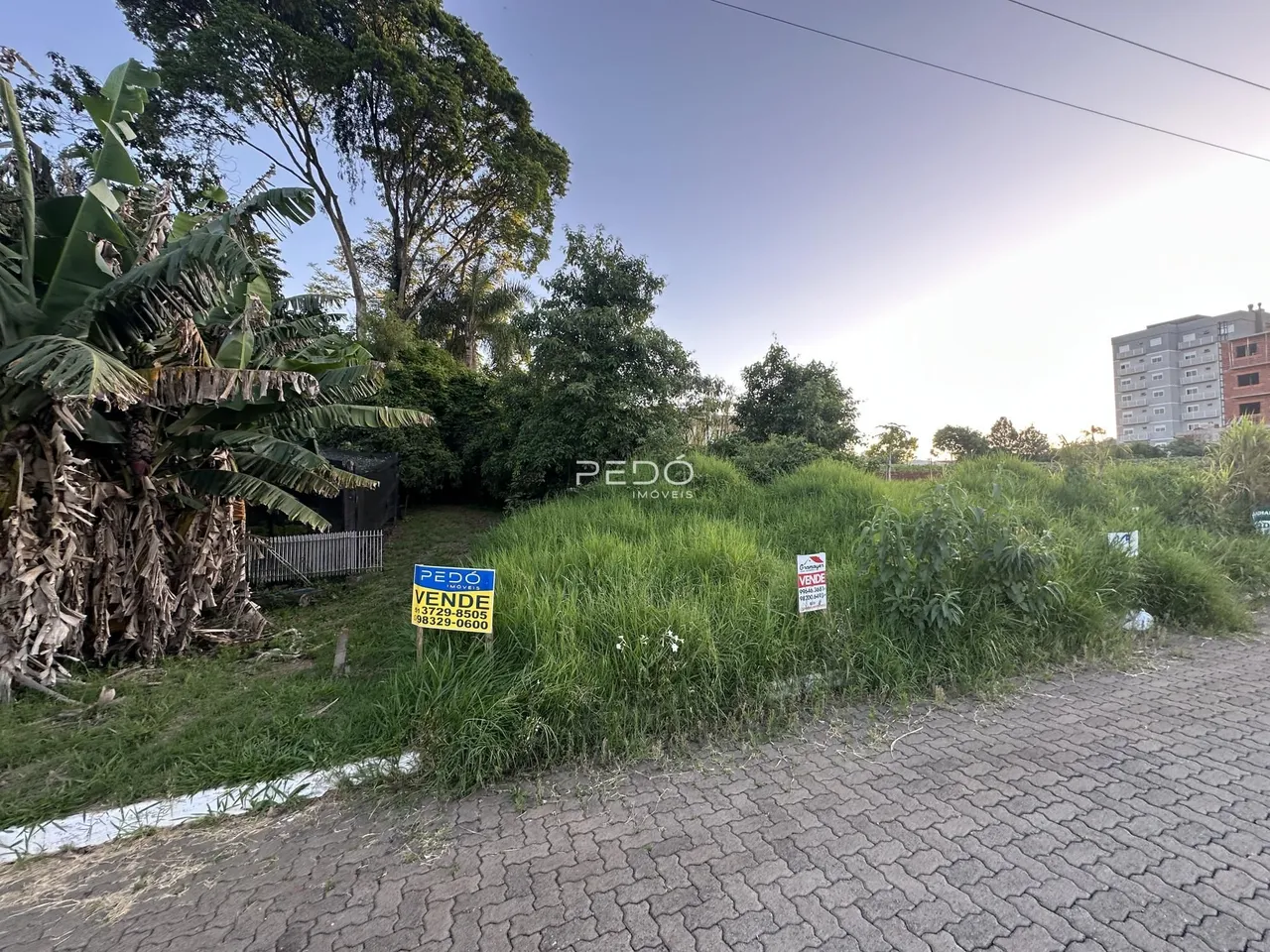 Vista externa de uma propriedade com vegetação densa e cerca no primeiro plano.