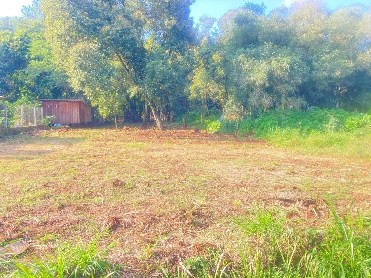 Campo aberto com vegetação seca e árvores no fundo.