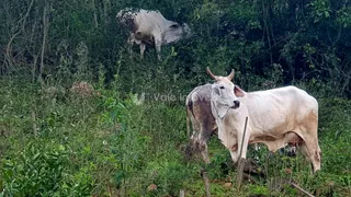 Área rural com 3 dormitórios, foto 25