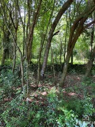 Vista de uma área de mata densa com árvores altas e vegetação rasteira.