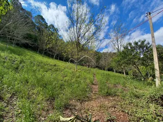 Vista de uma colina verde com vegetação densa e um caminho de terra.