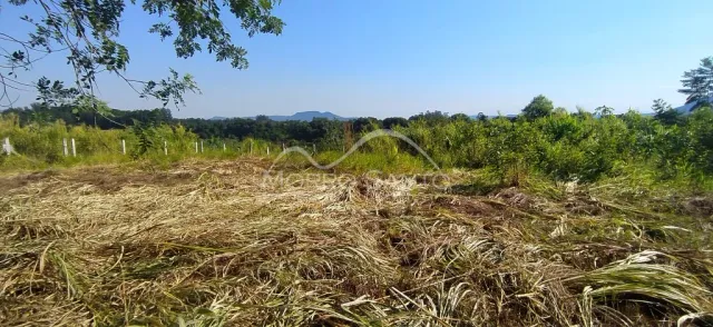 Vista de campo com vegetação seca em uma área externa.