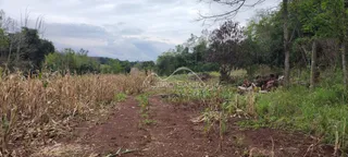 Caminho de terra atravessando um campo de vegetação seca em uma área rural.