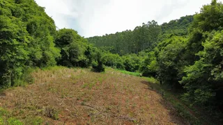 Paisagem de uma encosta com vegetação densa e seca.