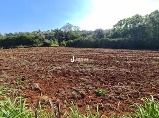 Campo aberto com vegetação rasteira e árvores ao fundo.
