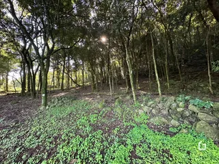 Vista de uma área de mata densa com vegetação verde no solo.