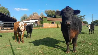 Área rural com 3 dormitórios, foto 16
