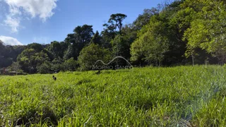 Vista de um campo verde com vegetação densa e árvores ao fundo.