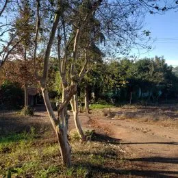 Vista externa de uma estrada de terra com vegetação e árvores.