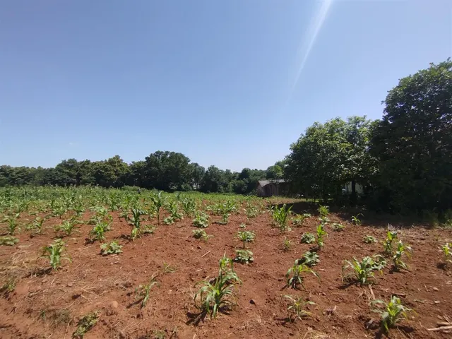 Terreno