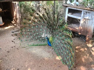 Área rural, foto 7