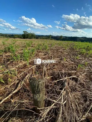 Vista aérea de um campo aberto com vegetação seca e raízes expostas.