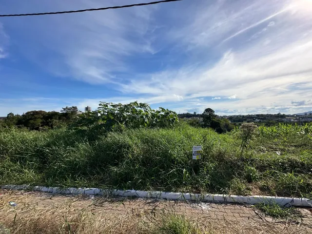 Vista de vegetação alta e grama em área externa.