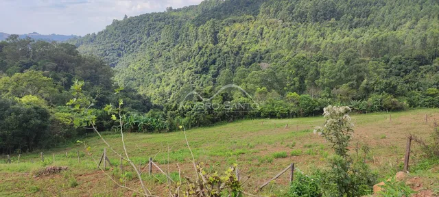 Vista de uma paisagem de campo com vegetação densa ao fundo.