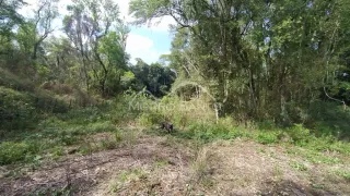Paisagem externa com vegetação densa e árvores.