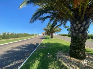 Vista de uma estrada com vegetação e palmeiras em Lajeado.