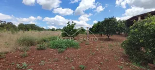 Vista de uma área de terra com vegetação rasteira e árvores em um ambiente aberto.